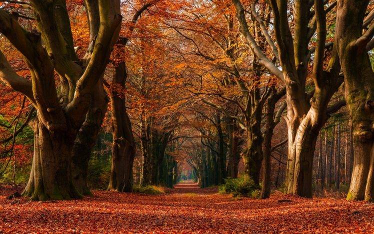 nature, Landscape, Fall, Leaves, Trees, Path, Netherlands, Colorful, Tunnel, Morning HD Wallpaper Desktop Background