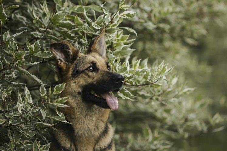 dog, German Shepherd, Animals, Leaves, Depth Of Field HD Wallpaper Desktop Background