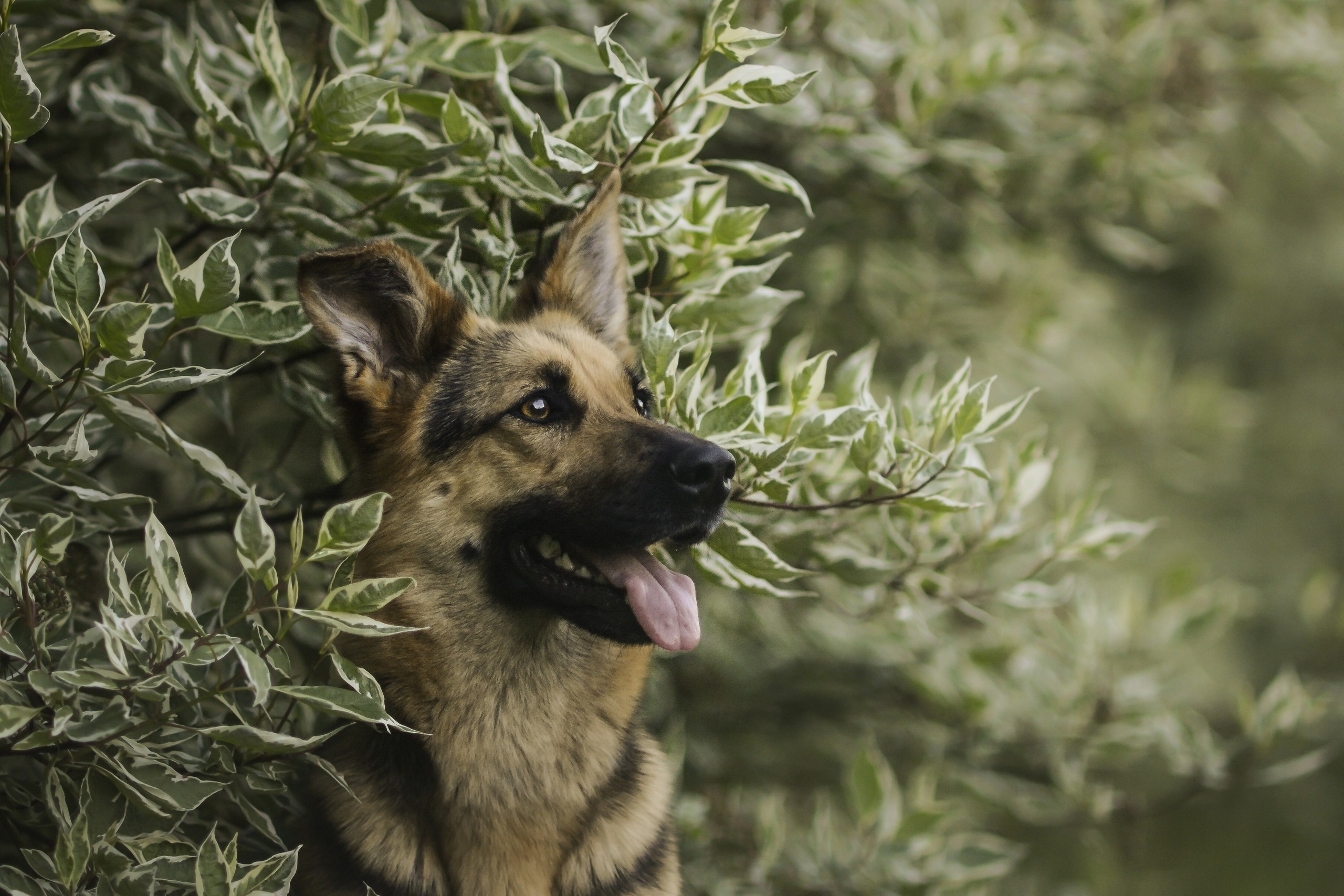 dog, German Shepherd, Animals, Leaves, Depth Of Field Wallpaper