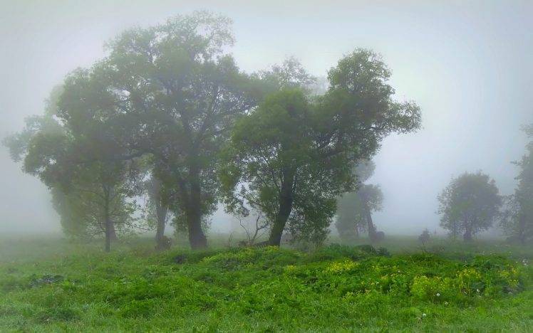 nature, Landscape, Mist, Morning, Trees, Grass, Shrubs, Green HD Wallpaper Desktop Background