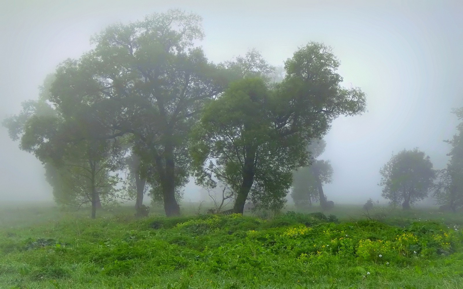 nature, Landscape, Mist, Morning, Trees, Grass, Shrubs, Green Wallpaper