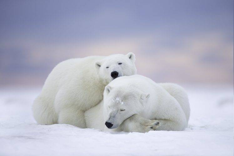 animals, Polar Bears HD Wallpaper Desktop Background
