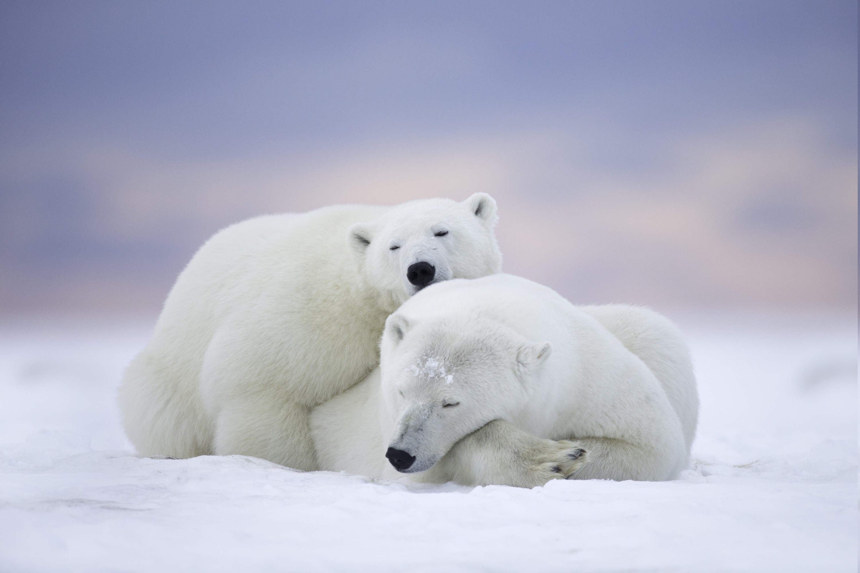 animals, Polar Bears Wallpaper