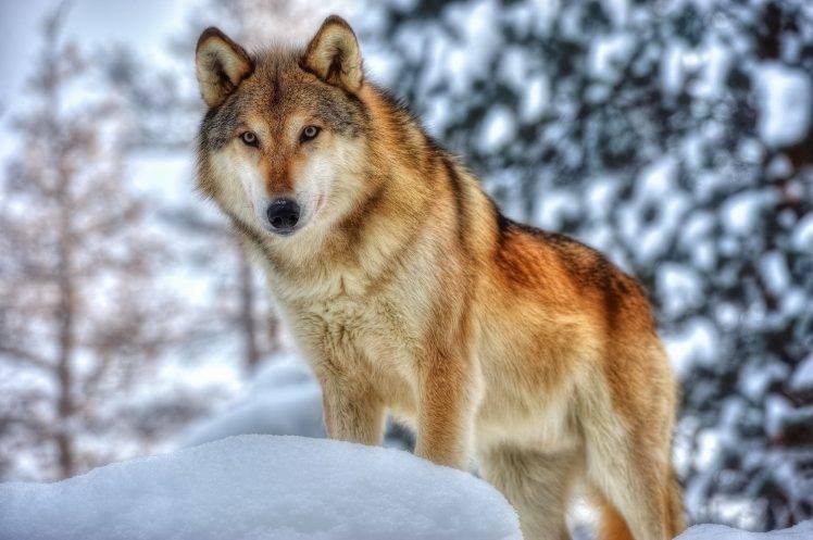 animals, Wolf HD Wallpaper Desktop Background