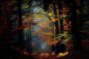 nature, Landscape, Fairy Tale, Mist, Forest, Fall, Colorful, Leaves, Path, Trees, Sunlight, Atmosphere
