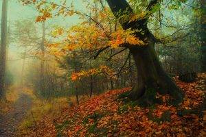 nature, Landscape, Forest, Path, Fall, Leaves, Mist, Trees, Moss, Roots, Grass, Morning