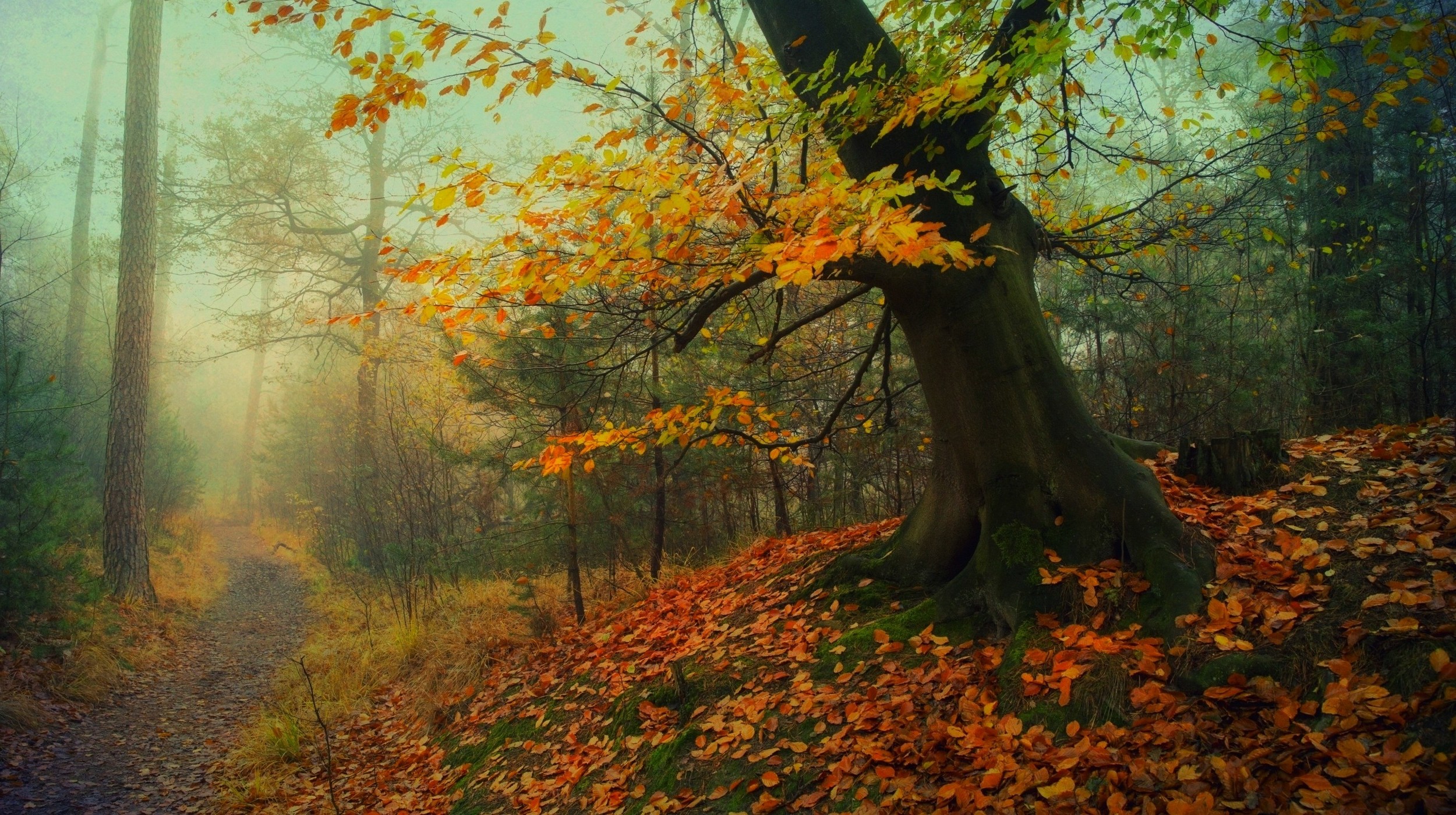 Nature Landscape Forest Path Fall Leaves Mist Trees Moss Roots