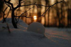 nature, Landscape, Winter, Snow, Trees, Branch, Snowball, Sun, Depth Of Field