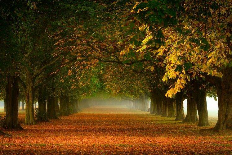 nature, Trees, Mist, Leaves, Path, Landscape, Fall, Tunnel, Morning HD Wallpaper Desktop Background