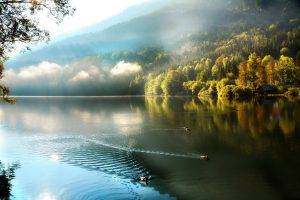 fall, Lake, Nature, Trees, Mist, Clouds, Duck, Water, Landscape, Reflection, Swimming, Boathouses, Forest