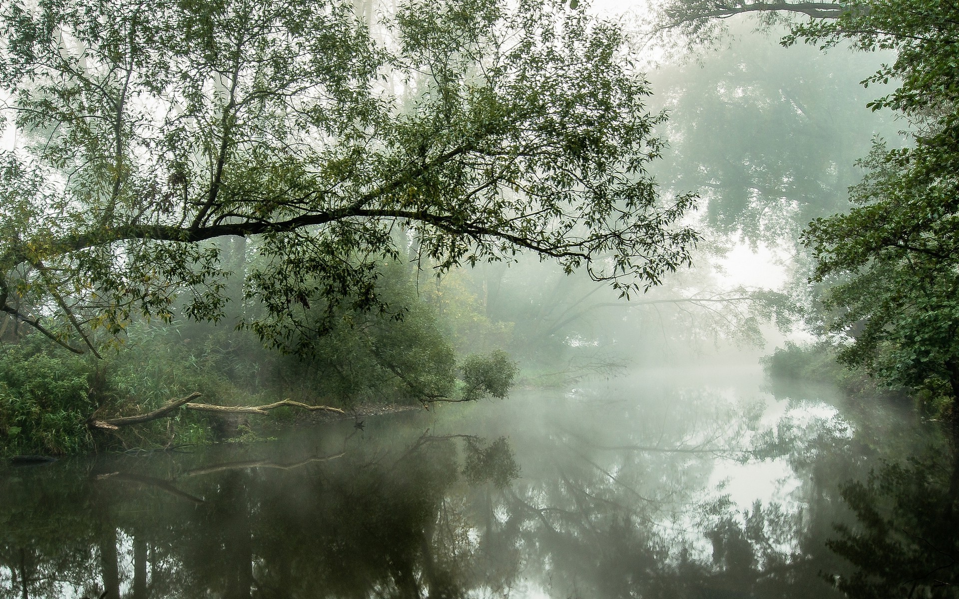 Nature Landscape River Mist Water Reflection Trees Morning