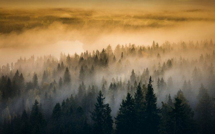nature, Landscape, Forest, Sunrise, Mist, Trees, Morning HD Wallpaper Desktop Background