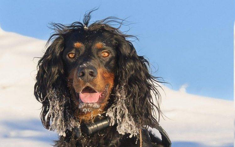 nature, Dog, Setters, Photography, Animals, Black, Pet, Snow HD Wallpaper Desktop Background