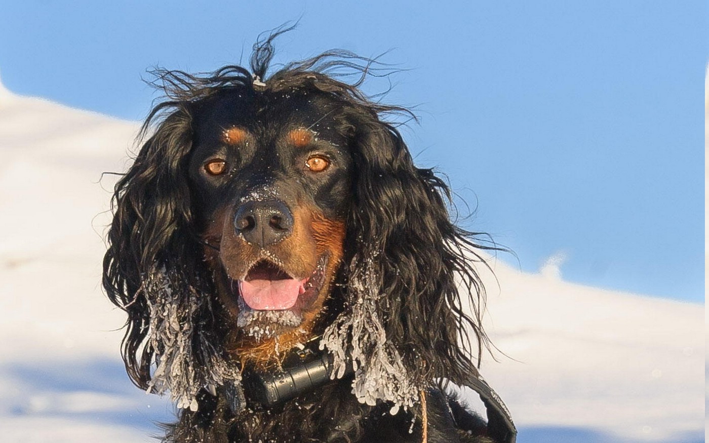 nature, Dog, Setters, Photography, Animals, Black, Pet, Snow Wallpaper
