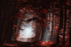 nature, Landscape, Forest, Mist, Sun Rays, Red, Leaves, Trees, Path, Fall, Atmosphere