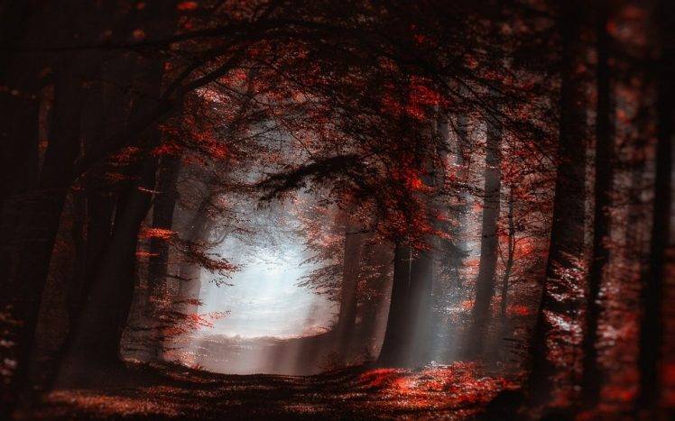 nature, Landscape, Forest, Mist, Sun Rays, Red, Leaves, Trees, Path, Fall, Atmosphere HD Wallpaper Desktop Background