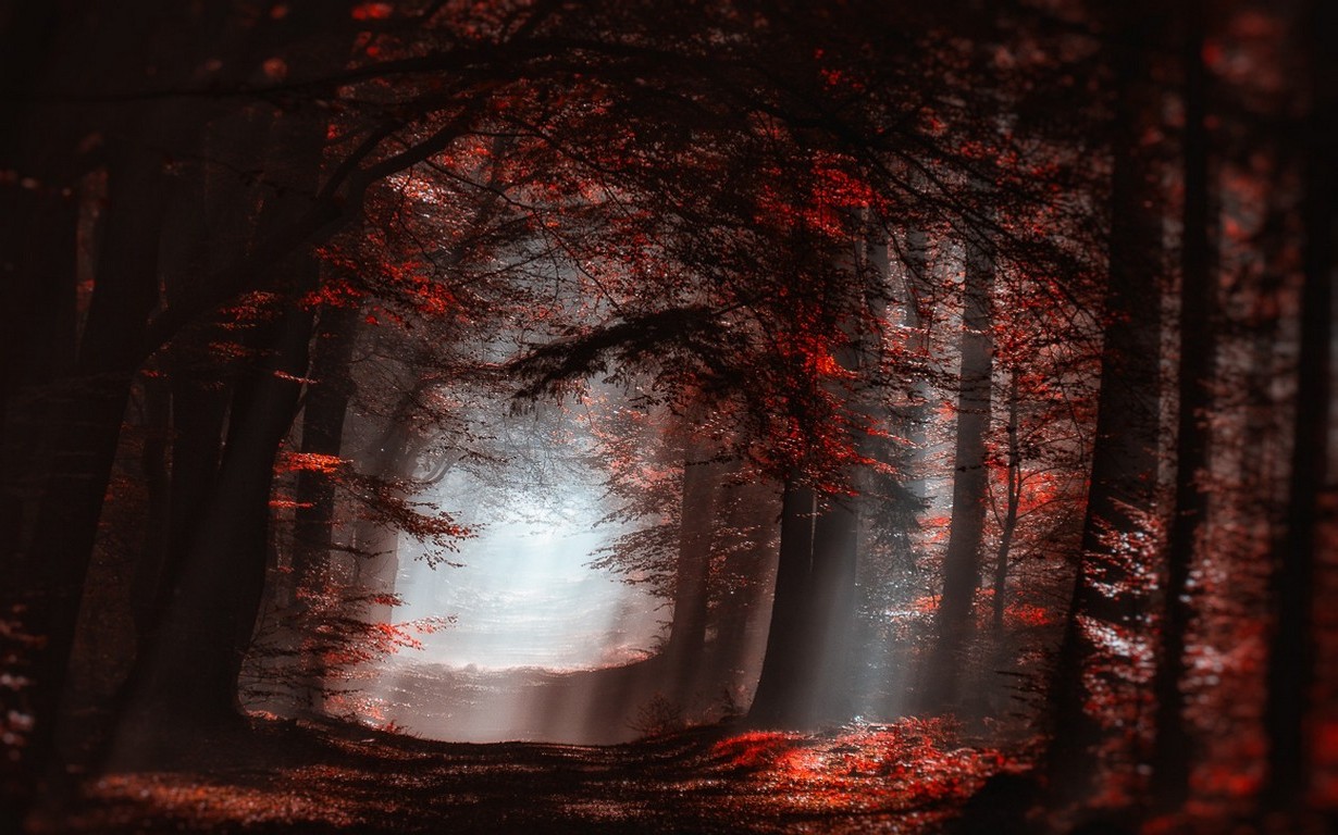 nature, Landscape, Forest, Mist, Sun Rays, Red, Leaves, Trees, Path, Fall, Atmosphere Wallpaper
