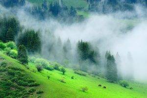 nature, Landscape, Forest, Mist, Morning, Grass, Trees, Green, Hill, China