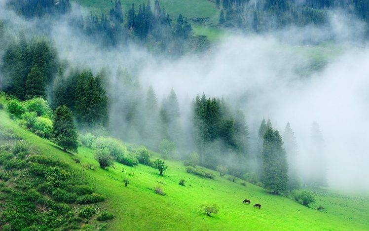 nature, Landscape, Forest, Mist, Morning, Grass, Trees, Green, Hill, China HD Wallpaper Desktop Background