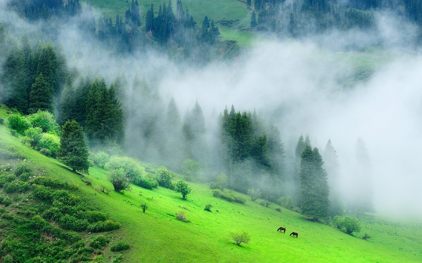 nature, Landscape, Forest, Mist, Morning, Grass, Trees, Green, Hill, China Wallpaper