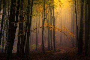 nature, Landscape, Fall, Mist, Forest, Leaves, Path, Atmosphere, Trees, Sunlight, Morning