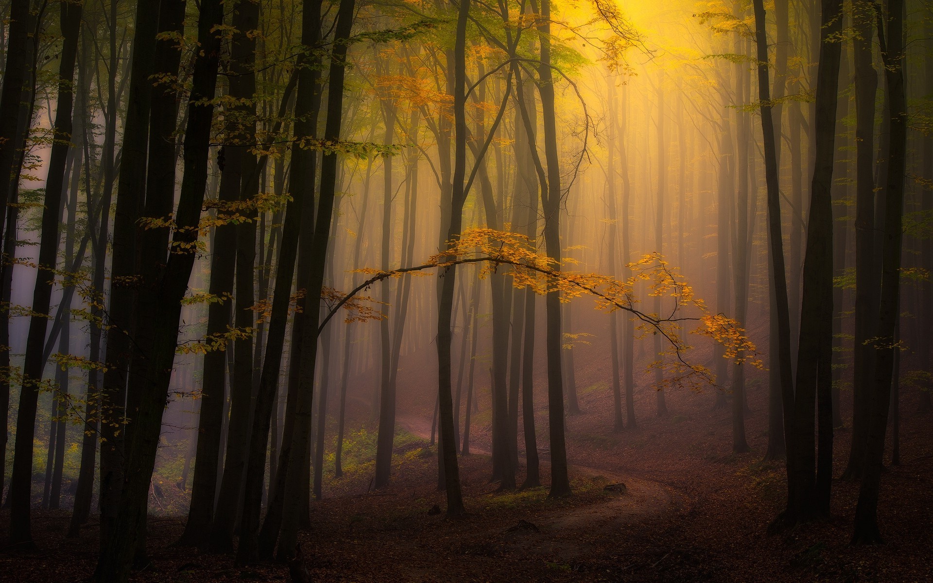 nature, Landscape, Fall, Mist, Forest, Leaves, Path, Atmosphere, Trees, Sunlight, Morning Wallpaper