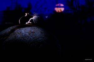 nature, Plants, Animals, Mice, Montana, USA, Mushroom, Mosquito, Silhouette, Midnight, Moon, Moonlight, Photography