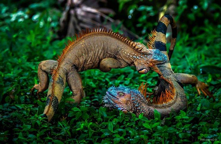 nature, Plants, Animals, Battle, Iguana, Costa Rica, Jungles, Photography, Rainforest, Leaves HD Wallpaper Desktop Background