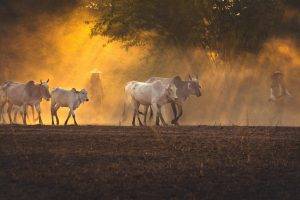 nature, Landscape, Cows, Trees, Sunset, Dust, Sun Rays, Workers, Peasants, Field, Sunlight