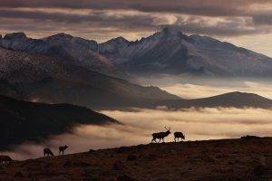 nature, Landscape, Sunrise, Winter, Mountain, Deer, Snowy Peak, Mist, Clouds
