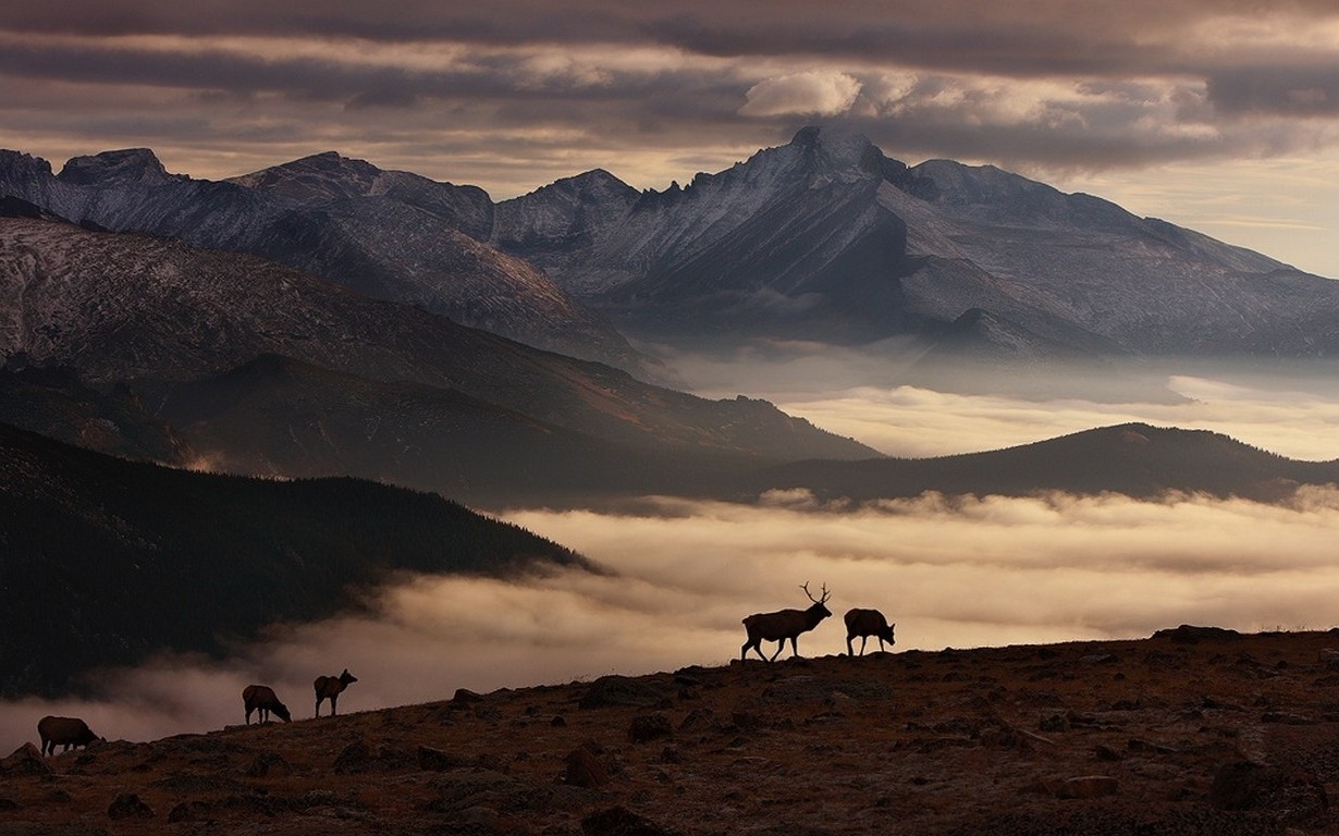 nature, Landscape, Sunrise, Winter, Mountain, Deer, Snowy Peak, Mist, Clouds Wallpaper