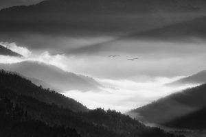 nature, Landscape, Morning, Mist, Alps, Mountain, Forest, Valley, Birds, Flying, Monochrome, Germany