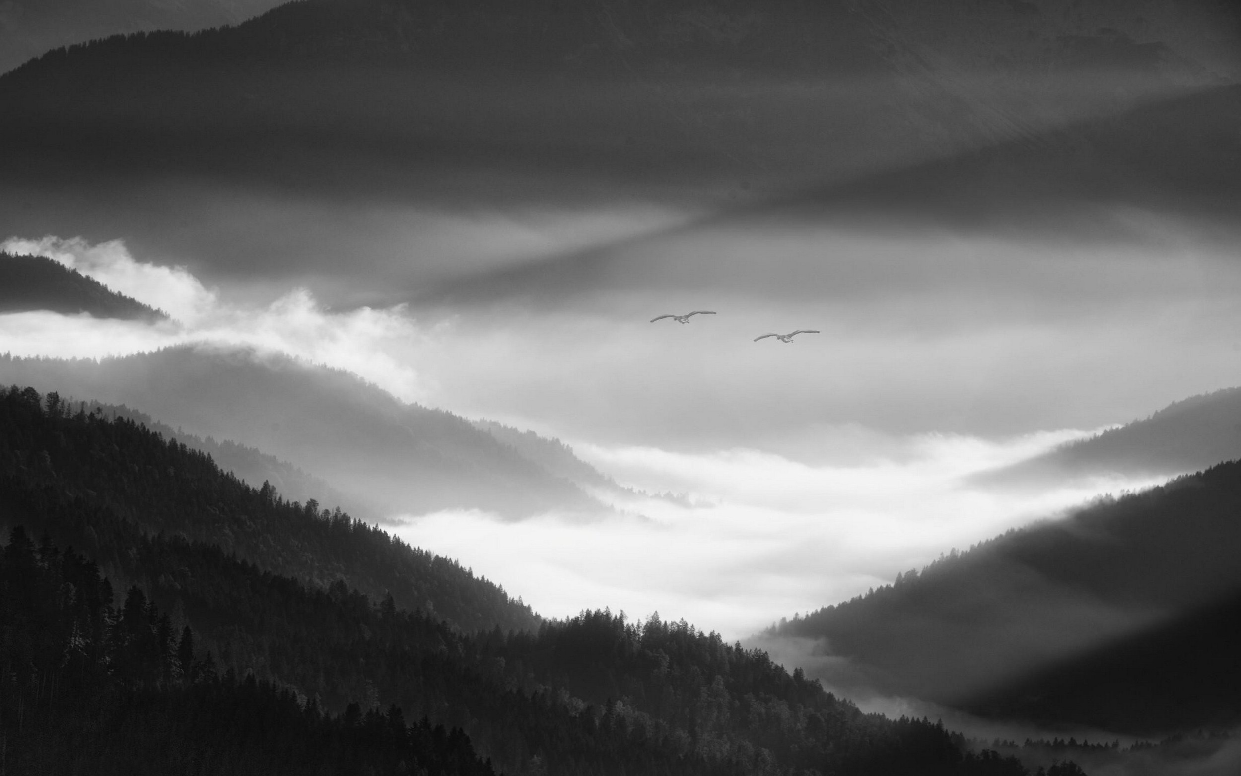 nature, Landscape, Morning, Mist, Alps, Mountain, Forest, Valley, Birds, Flying, Monochrome, Germany Wallpaper