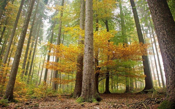 nature, Landscape, Forest, Mist, Trees, Germany, Morning, Fall HD Wallpaper Desktop Background