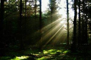 forest, Sun Rays, Nature