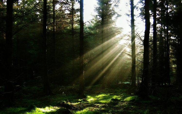 forest, Sun Rays, Nature HD Wallpaper Desktop Background