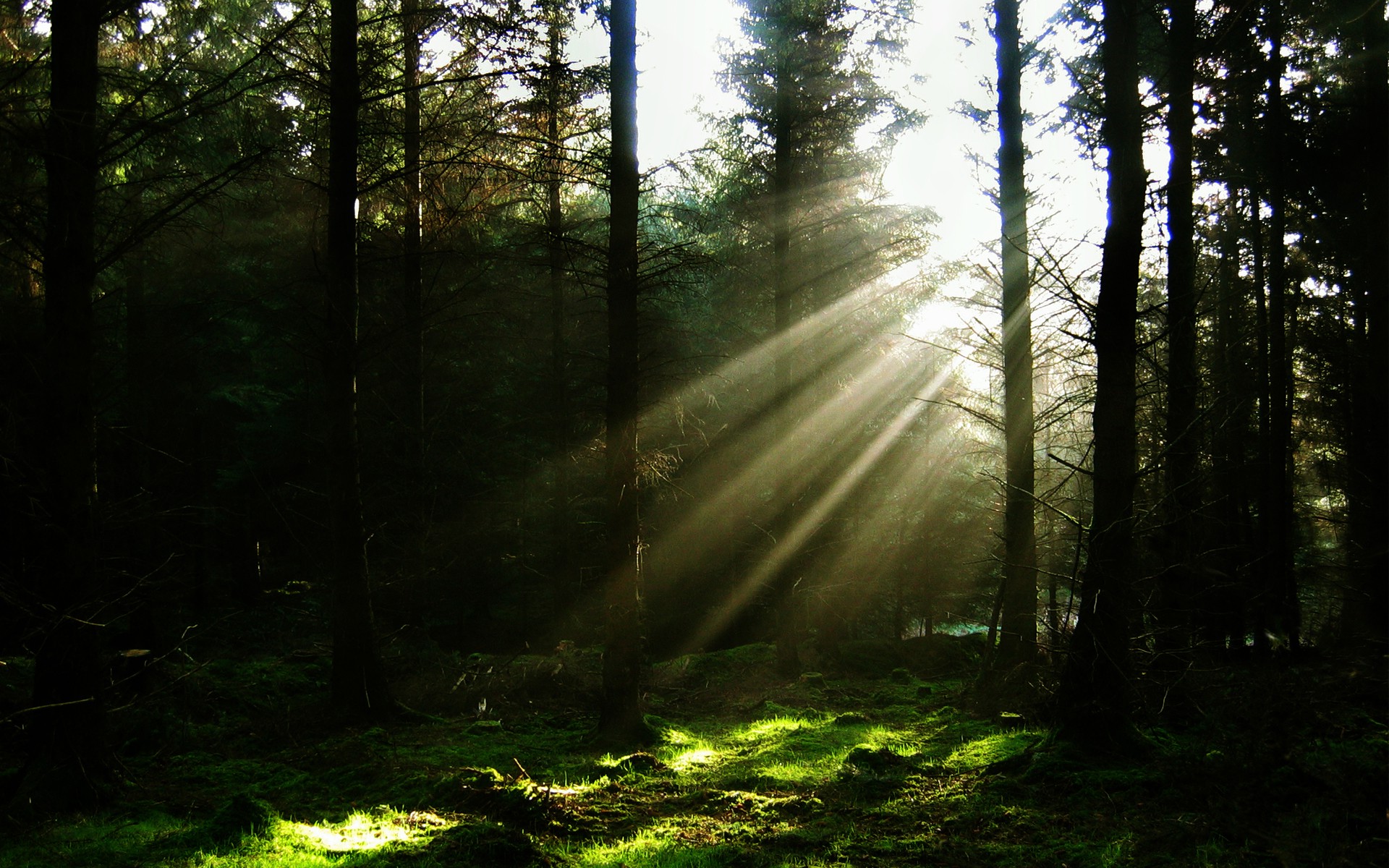 forest, Sun Rays, Nature Wallpaper