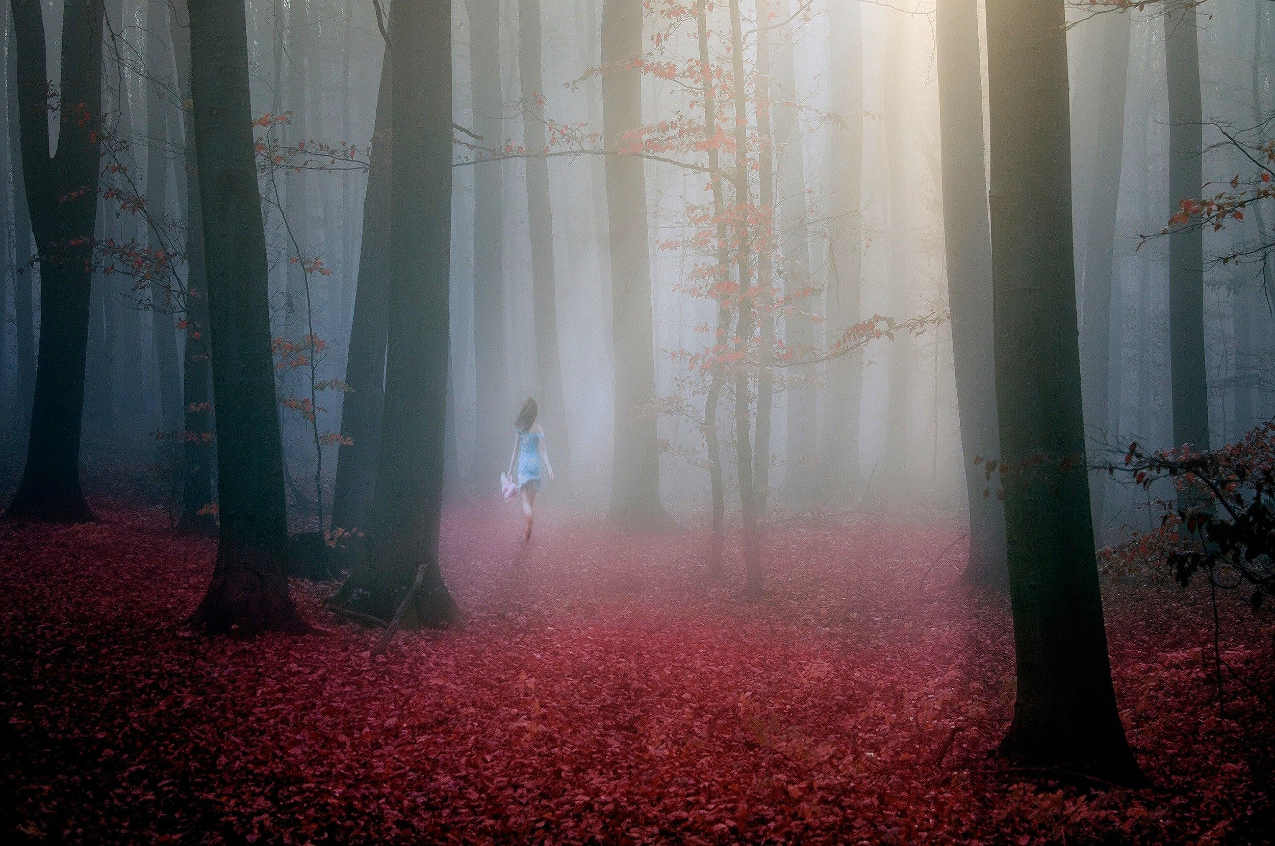 nature, Landscape, Forest, Mist, Sun Rays, Red, Leaves, Fall, Trees, Sunlight, Women Outdoors, Walking Wallpaper