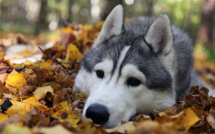 animals, Dog, Alaskan Malamute HD Wallpaper Desktop Background