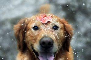dog, Animals, Snow, Leaves, Depth Of Field