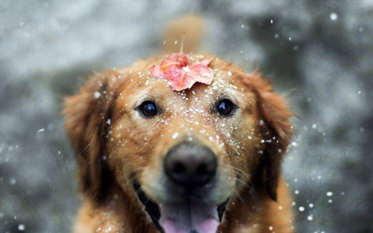 dog, Animals, Snow, Leaves, Depth Of Field HD Wallpaper Desktop Background