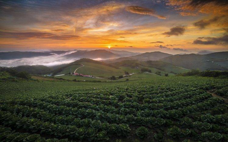 nature, Landscape, Cabbage, Field, Summer, Sunrise, Hill, Mist, South Korea, Sky, Clouds HD Wallpaper Desktop Background