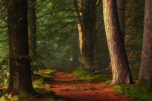 nature, Landscape, Forest, Path, Sunlight, Trees, Morning, Peace