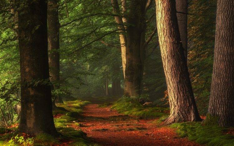 nature, Landscape, Forest, Path, Sunlight, Trees, Morning, Peace HD Wallpaper Desktop Background