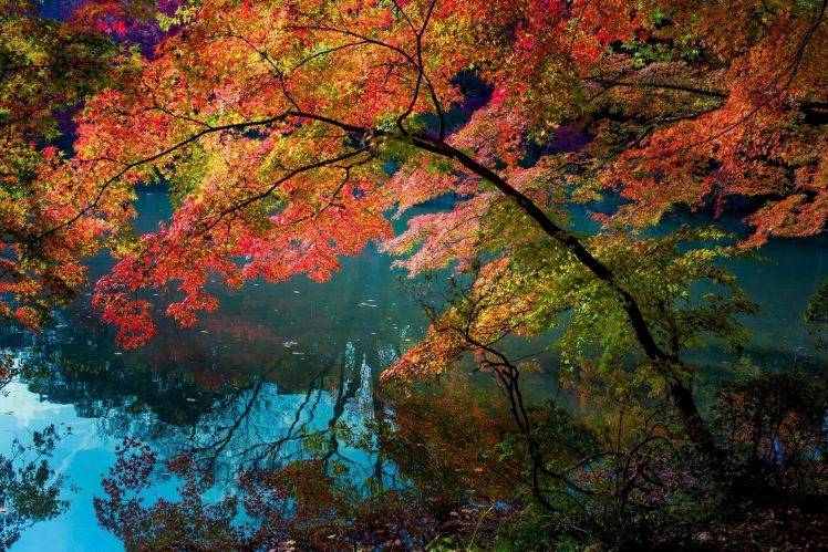 nature, Landscape, Water, Turquoise, Fall, Trees, Lake, Shrubs, Reflection, Daylight, Colorful HD Wallpaper Desktop Background