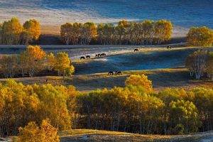landscape, Nature, Birch, Trees, Fall, Plateau, Horse, Grass, China, Yellow