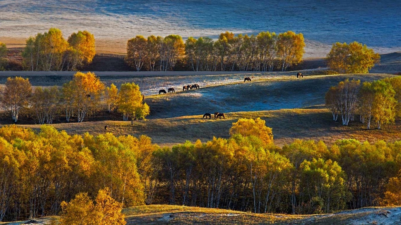 landscape, Nature, Birch, Trees, Fall, Plateau, Horse, Grass, China, Yellow Wallpaper