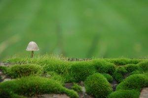 nature, Landscape, Mushroom, Depth Of Field, Closeup, Macro, Grass, Moss, Field