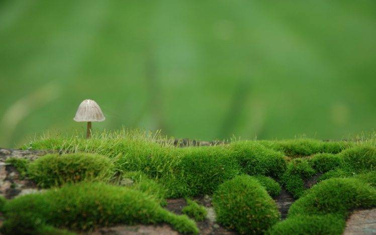 nature, Landscape, Mushroom, Depth Of Field, Closeup, Macro, Grass, Moss, Field HD Wallpaper Desktop Background
