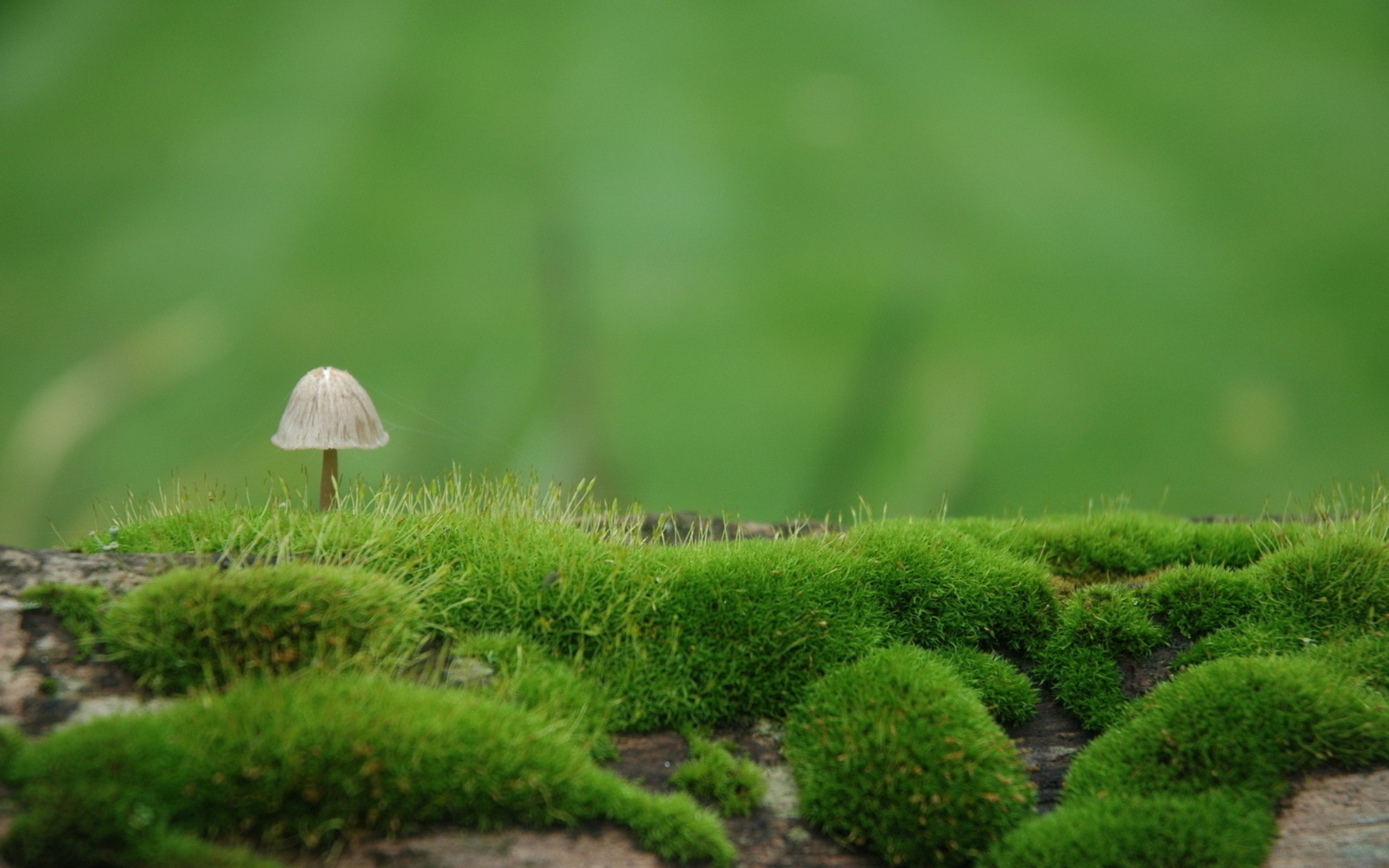 nature, Landscape, Mushroom, Depth Of Field, Closeup, Macro, Grass, Moss, Field Wallpaper